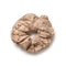 Halo Luxe Evelina Lace Scrunchie - Beige